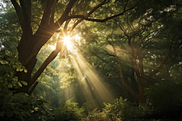 El sol brilla a través de los árboles en el bosque