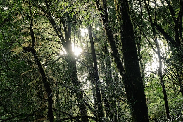 Foto el sol brilla a través de los árboles en el bosque.