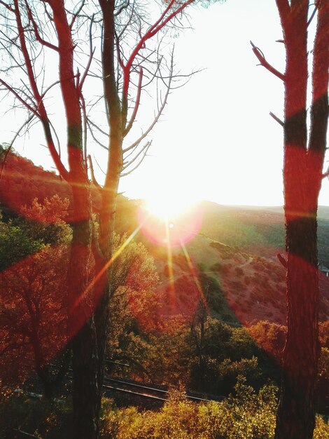 Foto el sol brilla a través de los árboles en el campo