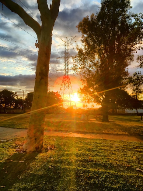 Foto el sol brilla a través de los árboles en el campo