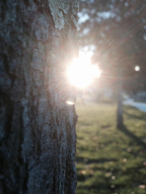 Foto el sol brilla a través de los árboles