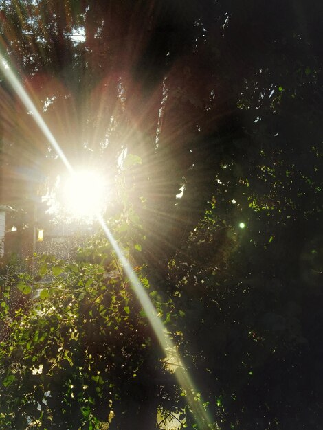 Foto el sol brilla a través de los árboles