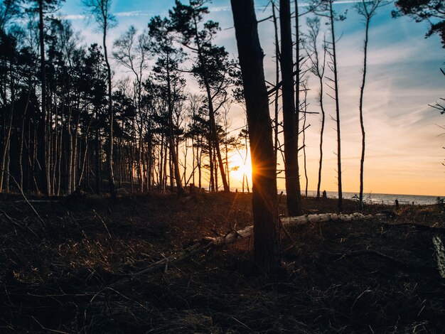 Foto el sol brilla a través de los árboles