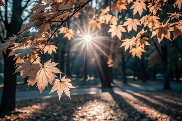 un sol brilla a través de las hojas de un árbol