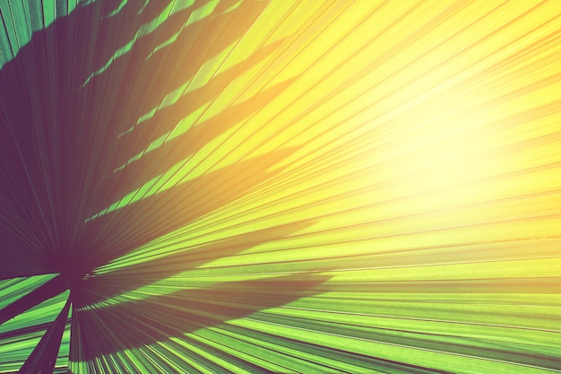 El sol brilla a través de rayas de hoja de palma verde. Textura verde abstracta del fondo natural.