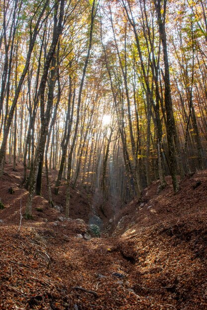 Sol brillando a través de los árboles altos en el bosque durante el otoño