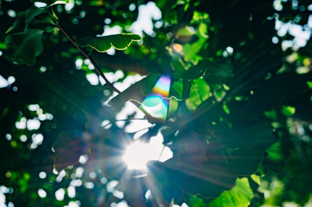 Foto el sol brillante brillando a través de las ramas