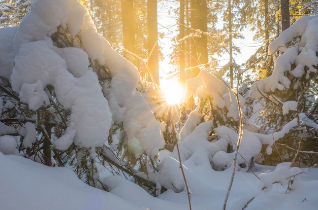 El sol brillante a través de los nevados árboles y arbustos.