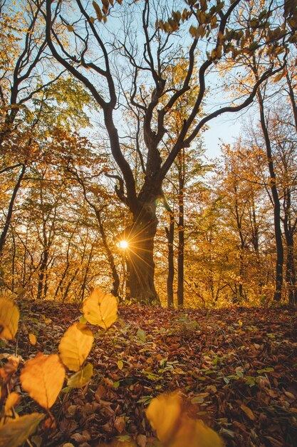 Foto el sol cálido rojo y naranja ilumina el bosque rojo naranja de las montañas de mojtin strazov eslovaquia