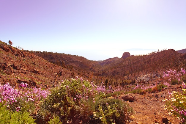 Foto sol da manhã e flores no campo vulcânico ilhas canárias tenerife