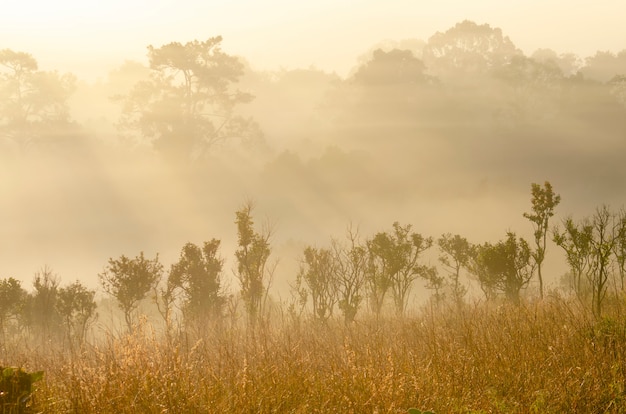 Sol da manhã no meio da floresta do parque nacional