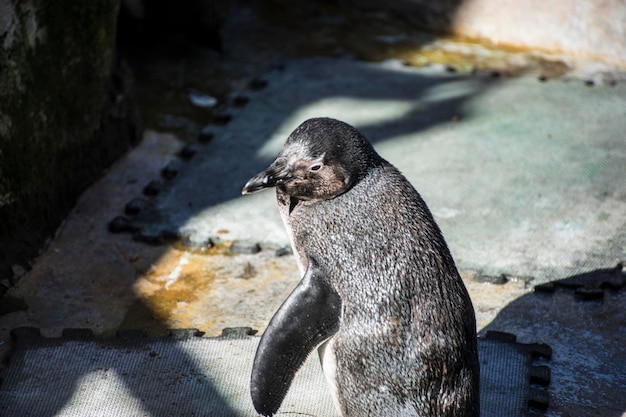 sol de pinguim bonito e engraçado em um grupo de pares