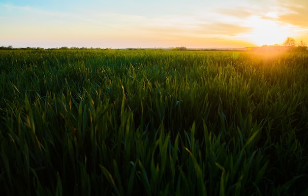 Sol de verão brilhando sobre a paisagem agrícola do campo de trigo verde jovem trigo verde ao pôr do sol