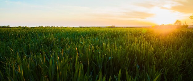 Sol de verão brilhando sobre a paisagem agrícola do campo de trigo verde jovem trigo verde ao pôr do sol