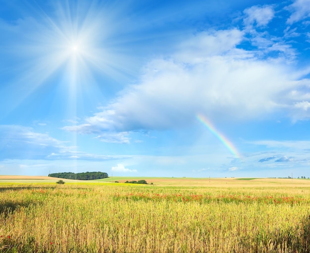 Sol do arco-íris e campo de verão