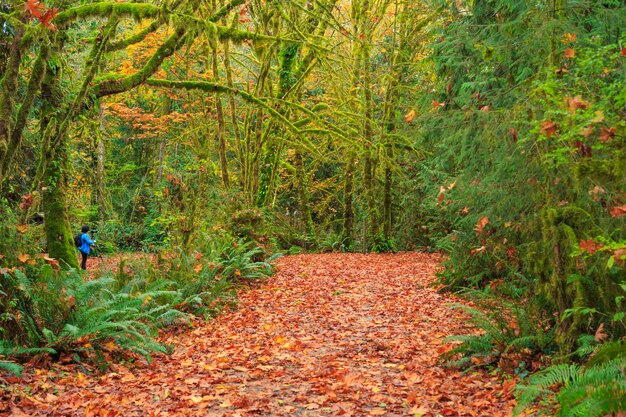 Sol Duc Olympic Nationalpark USA