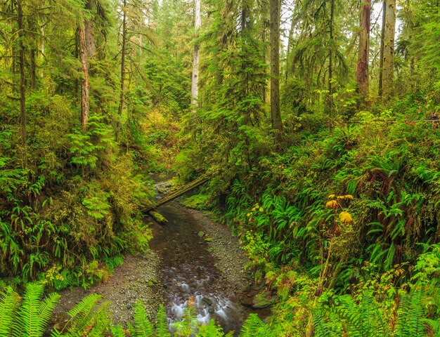 Sol duc olympic nationalpark usa