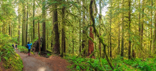 Sol Duc Rainforest Farns Olympic Nationalpark USA