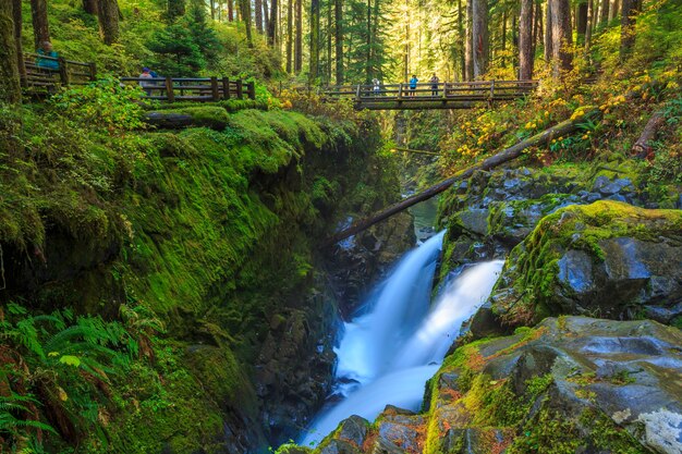 Sol Duc Rainforest Farns Olympic Nationalpark USA