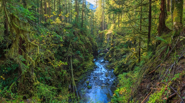 Sol Duc Rainforest Ferns Olympic National Park EE. UU.