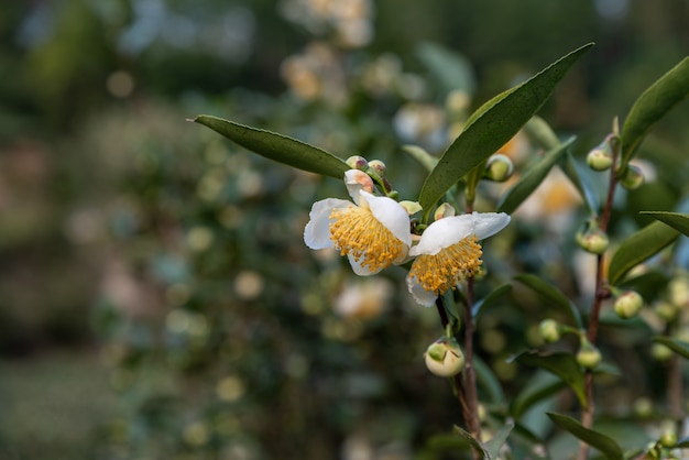 Bajo el sol, flores de té con pétalos blancos y núcleos de flores amarillas se encuentran en el bosque de té salvaje