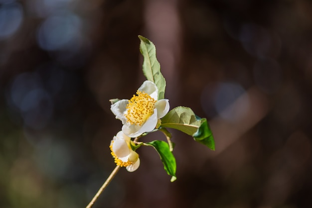 Bajo el sol, flores de té con pétalos blancos y núcleos de flores amarillas se encuentran en el bosque de té salvaje