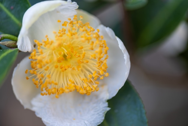 Bajo el sol, flores de té con pétalos blancos y núcleos de flores amarillas se encuentran en el bosque de té salvaje