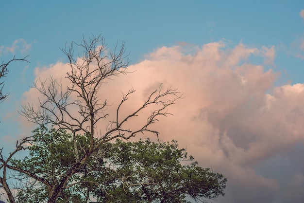 Foto sol de fondo entrando en nubes rosadas