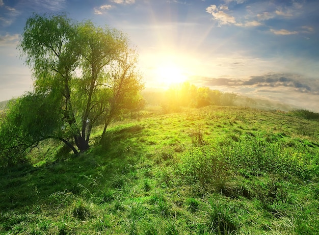 Sol forte na colina com grama verde