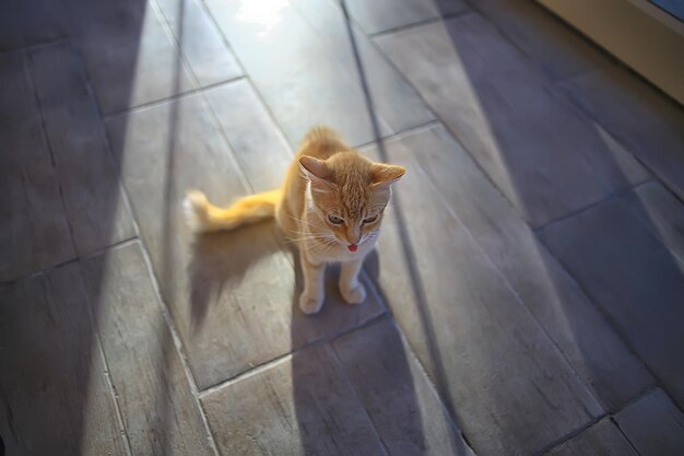 sol gato primavera, retrato de primavera de un lindo gato doméstico