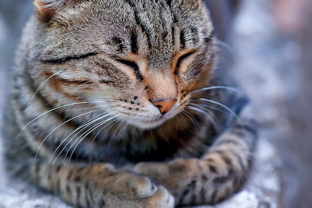 sol gato primavera, retrato de primavera de un lindo gato doméstico