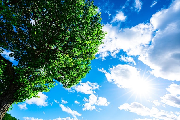 El sol y el gran árbol.