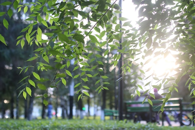 Sol de la hoja del parque