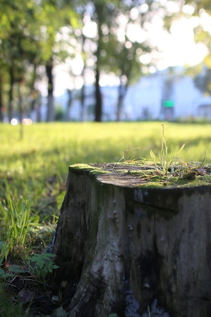 Sol de la hoja del parque