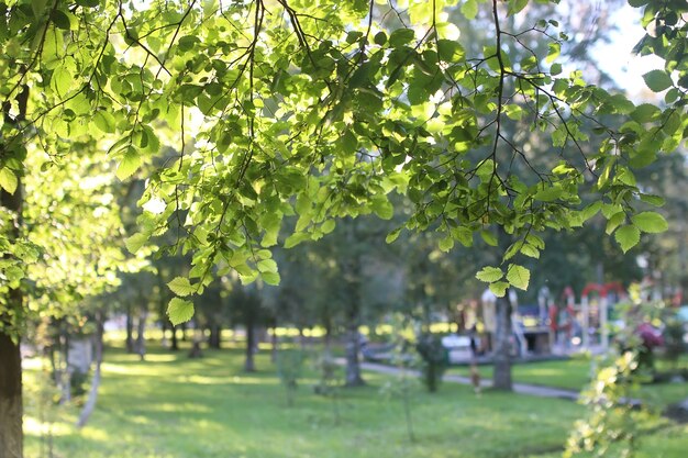 Sol de la hoja del parque