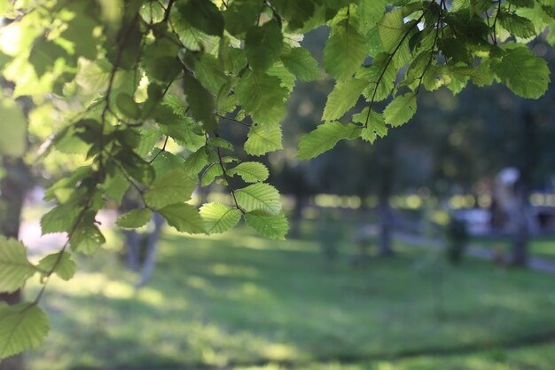 Sol de la hoja del parque