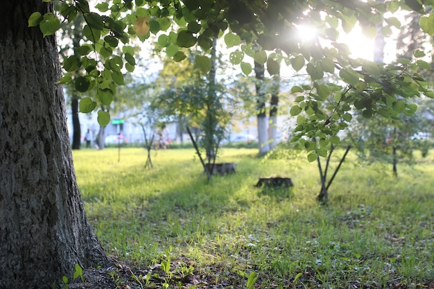 Sol de la hoja del parque