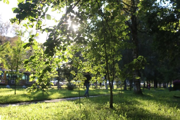 El sol de la hoja del parque