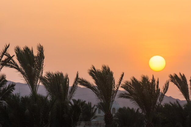 Sol laranja brilhante sobre palmeiras e um transmissor durante o pôr do sol