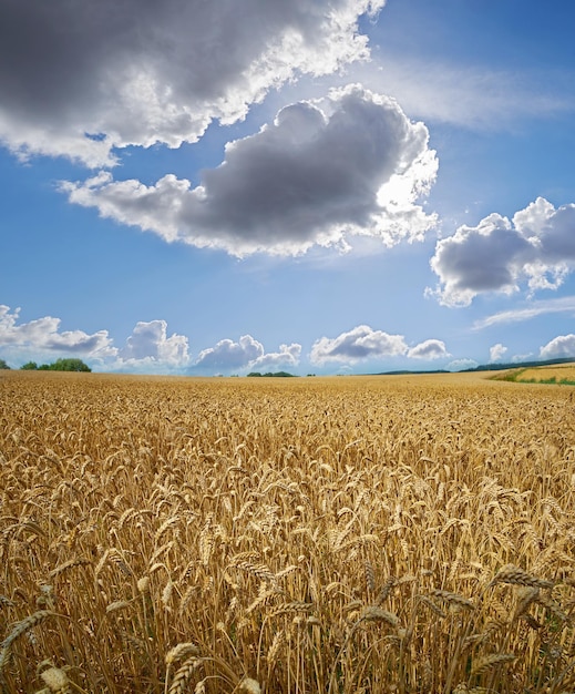 Sol limpando nuvens em uma fazenda de trigo com copyspace raios de sol brilhando na cevada crescendo em terras agrícolas orgânicas centeio crescendo em campo aberto com espaço de cópia agricultura sustentável no campo