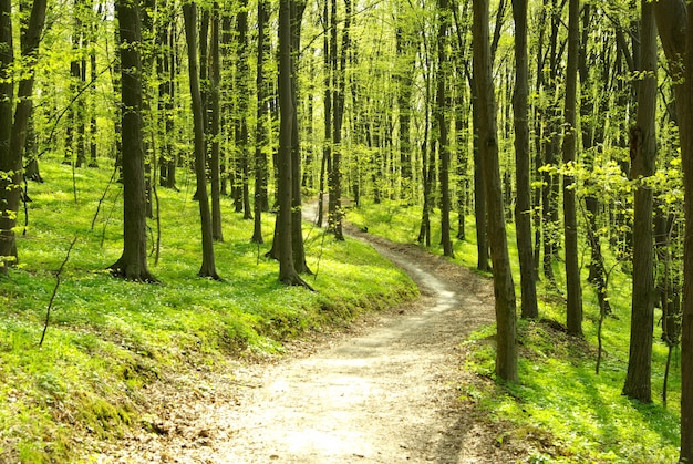 Sol de la madrugada en el bosque verde