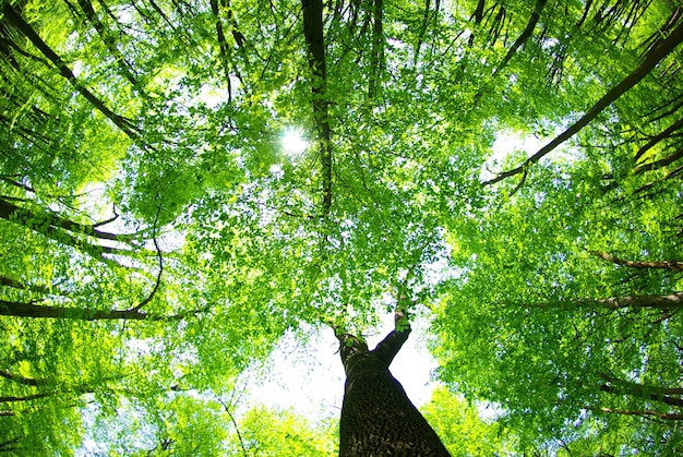 Sol de la madrugada en el bosque verde