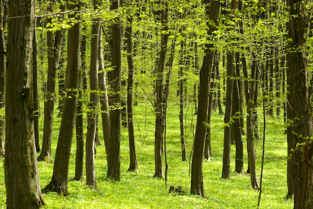 Sol de la madrugada en el bosque verde