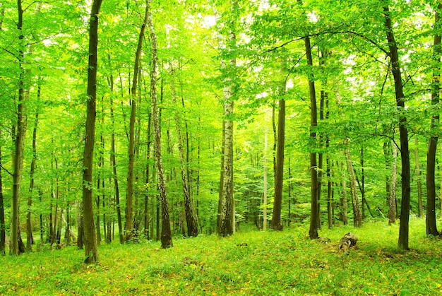 Sol de la madrugada en el bosque verde