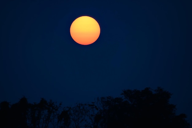 sol de la mañana en el bosque.