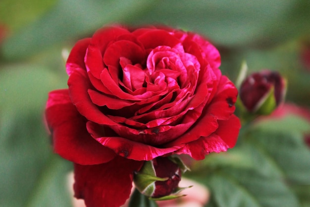 El sol de la mañana despertó una hermosa rosa roja Papel pintado de la computadora