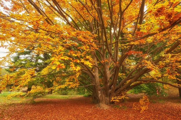 El sol de otoño brilla cálidamente a través de las hermosas ramas de un gran haya