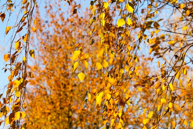 El sol de otoño brilla a través del follaje durante la caída de las hojas, primer plano en la naturaleza con arces