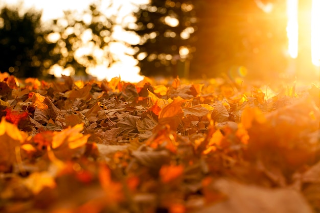 el sol de otoño brilla a través del follaje