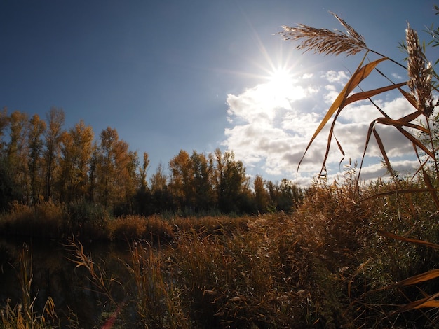 sol de otoño sobre el río